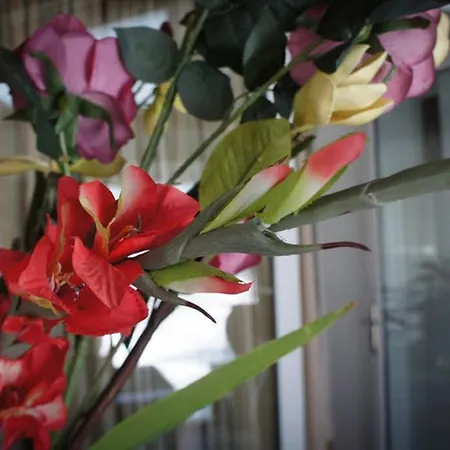 Stavros Amazing In The Centre Of * 科斯镇